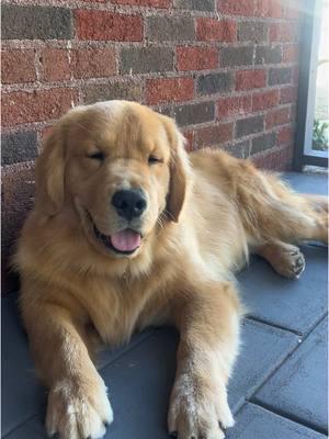 nothing beats a sunday 🤎   #goldenretriever #goldenretrieverpuppy #goldenretrieversoftiktok #puppylove #sleepypuppy #happydog #goldenretrieverlife #goldensoftiktok #goldenpuppy  