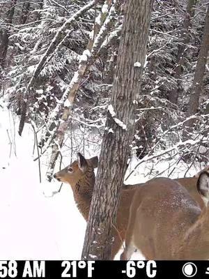 Ladies hanging out by the FLEX-M... #spypoint #trailcamera #trailcam #whatgetsyououtdoors #gamecamera #trailcams #whyispypoint #trailcameras