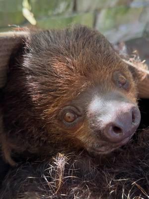 Little old man in his basket. #sloth #slothsoftiktok #slothtok #twotoedsloth #slothlife 