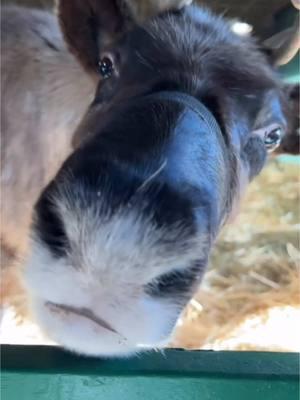 ✨Boop!🦌 #Hersheypark #ChristmasCandylane #HersheyPA #reindeer #fyp #amusementpark #Christmas