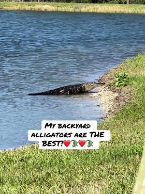 #floridacheck #floridalife #floridaliving #florida #floridavibes #wildlife #respectwildlife #Wildlifelover #wildlifelovers #alligator #alligators #alligatorsoftiktok #gators #gators? #gatorsdaily #floridaalligator #neighborhood #myneighborhood #backyard #backyardvibes #backyards #mybackyard #dinosaur #dinosaurs #theywereherefirst #respectwildlite #majestic #nature #naturelover #floridaalligator #nature #naturevibes #natureathome #natureloversoftiktok #grateful #gratefulheart #amazing #amazinganimals #ilovealligators 