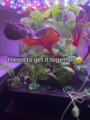 It’s been a busy couple of months and I’ve been struggling taking care of my garden. #garden #indoorgarden #hydroponics #hydroponic #growyourownfood #growyourown #vegetables #herbs #gardening #growfood 