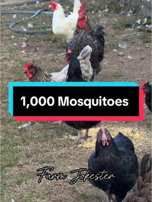 I was going to make a mosquito joke, but they suck. #mosquito #bite #day #ruined #dadjokes #chicken #chickens #hen #hens #rooster #roosters #roostersofinstagram #nameyellingchicken #chickensofinstagram #backyardchickens #farmjokester #michaelsalerno