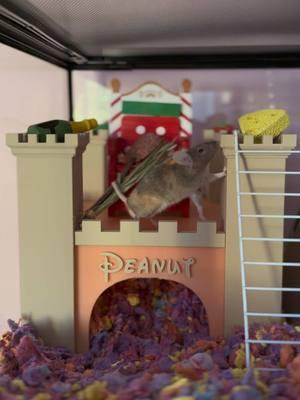 Mouse update! Peanut is now the proud ruler of a luxurious mouse castle, complete with a fancy nameplate to announce royal status. Peanut is living the dream and squeaking with joy! #ChristmasMouse #Peanut