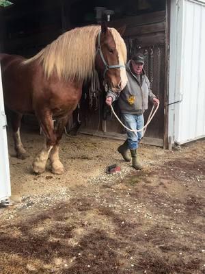 They really are big babies  #horsesoftiktok #drafthorse #belgiandrafthorse #country #hank 