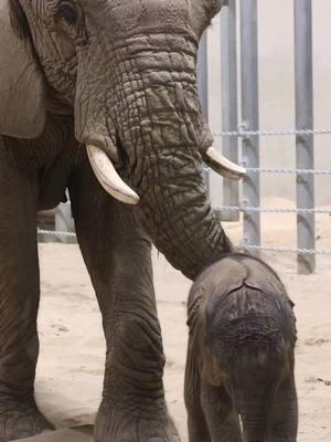 💖 🐘 Double the Love for Our Baby Elephants!💖 🐘 Thanks to our Elephant Matching Gift Program, every donation you make supports the preparations made for our adorable baby elephants! Your gift will help provide essential care and a safe environment for these precious little ones. 🍼 🌿 Click our link in bio & Make your gift today and DOUBLE the impact. #fundraiser #elephants #babyelephants #elephantcalves #fresnochaffeezoo #supportus #donatetoday #givenow #animalcare #caringforanimals #animals #fyp #africanelephants #thando #davu #matchinggift Thank you to our matching gift donors: Claude Laval, Louis & Dena McMurray, Community Care Health and Premier Valley Bank. #matchinggifts