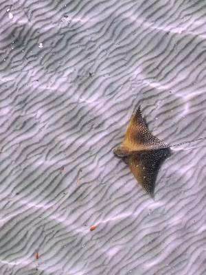 Every line, every curve, every splash of color… it’s raw, real, and absolutely beautiful. Don't you agree? 🎨😍 📷 IG 'underwater_images' #NaturesArt #MarineLife #EagleRay