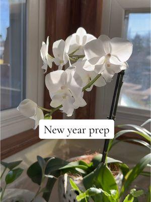 It was a beautiful day to prepare for #2025 the sun was shining and Jason and I enjoyed the day together. We both work on NYE so today was the day to get things done! I am so excited to ring in the new year with a clean house, clean mind and knowing this year I will have a stronger relationship with God and a regular routine to better understand the Bible. If you would like to join me in bible study let’s do it together! #biblestudy #religiontiktok #readthebible #deepenspirituality #TikTokShop #adiml #marriage #newyearsresolution 