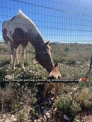 Fences won’t separate our love 🐶🐴 #loveatfirstsight #horselover #frenchbulldog #frenchies #french #frenchbulldogsoftiktok #horsesoftiktok #symbiotic #horsegirl 