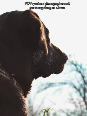 I love my job🫶🏻 #waterfowl #waterfowlhunter #gundog #huntingtiktok #photographer #labsoftiktok 