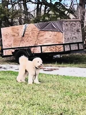 This is your daily dose of happiness🐾🐶❤️Warning: You’ll want to replay this 10 times! 🐾 Outdoor puppy shenanigans ahead.  #PuppyLife #DoodleAdventures #OutdoorPuppyFun #PuppyVibes #PetContent #viralreels #puppy #puppytok 