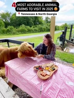 these farms had 10 MILLION+ views combined on my page in 2024, making them the most viral animal farms to visit 🤯 📌 All of these are within 1.5 hours or so of Chattanooga, TN & great for families, couples or those looking for a unique animal experience: 📍Blessing Creek Farms in Lafayette, GA has the most adorable highland cows that you can interact with. You can have a picnic with a cow or tour their farm. $80/tour and you can bring up to 6 guests! **Reservations required** 📍Deep Draw Yak Farm in Crossville, TN is the only farm in Tennessee with YAKS! You can pet baby yaks, pet the big yaks, and see donkeys & ponies. $60/tour for up to 4 guests! **Reservations required & they start tours back in March 2025!* 📍Rosie Mae’s Alpaca Farm in Wildwood, GA is a unique alpaca farm with a coffee shop & boutique! They have 9 alpacas you can pet & feed *from outside their fence* for $2/bag of food. Their hours vary so check before going!  📍Hiwassee Acres in Calhoun, TN is an honorable mention because I absolutely love this river resort & held my women’s retreat here this summer! You can book a stay & have access to the river, kayaking, hiking, farm animals, horseback riding + more. *They are going to have day passes available in 2025!* Any of these on your list for next year? 🙌🏼 #tennessee #farmtours #northgeorgia #alpacafarm #highlandcows #farmanimals