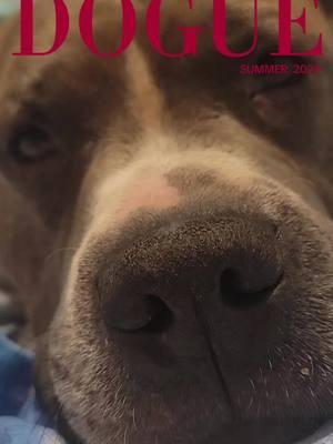 #CapCut #pitbullsoftiktok #bulliesoftiktok