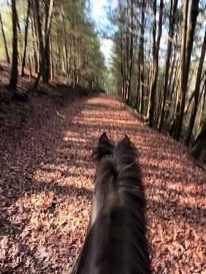 Finally a gorgeous day to ride when I didn’t have a million other things to do 🥰 #whiteoak #bigsouthfork #morganhorse #examishbuggyhorse #