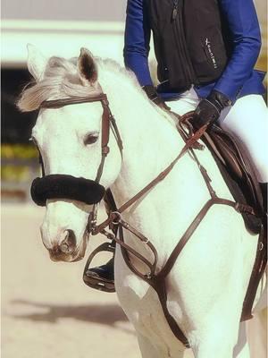 The angle she is 😍 ready to get back in the ring with this girl 🥹#onthisday #ocalaflorida #horsesoftiktok #horsegirl #internationalshowjumper #fypシ゚viral #worldequestriancenterocala #horsesoftiktok🐴 #grandprix #grandprixhorse 