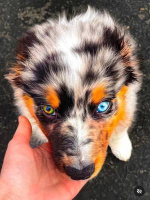 Even the trigger was SHOOK by mom’s embarrassing dance moves😬😅 .       . 📸 - Sony Alpha A7 IV @ sonyalpha @ sony  • • *  • • • • • • • • • • • #australianshepherd #aussie #dogsofinstagram #aussiesofinstagram #dog #puppy #australianshepherdsofinstagram #aussiepuppy #aussiesdoingthings #dogs #australianshepherdworld #aussielove #puppiesofinstagram #funnydogs #bluemerle #losangeles #aussieshepherd #wigglebuttkoda #aussielovers #standardaussie #doglife #dogoftheday #pupiranha #aussies #bluemerle  #australianshepherdpuppy #australianshepherds #california #funnydog #bluemerleaussie #australianshepherd #aussie #dogsofinstagram #aussiesofinstagram #dog #puppy #australianshepherdsofinstagram #aussiepuppy #aussiesdoingthings #dogs #australianshepherdworld #aussielove #puppiesofinstagram #puppylove #bluemerle #aussie #aussiepuppy #puppy #australianshepherd #pupiranha #wigglebuttkoda #pupiranhavlog #australianshepherdpuppy #australianshepherdsoftiktok #aussiesdoingthings #australianshepherdsworld #puppylove #puppydog #puppytiktok #puppycheck #puppylife #puppytok #puppys #dog  #dogsoftiktok #dogs #doglover #dogmom #doglovers #doglife #doglove #dogs #funny #humor #cute #losangeles #california  #playavista  #reactivity #dogreactivity