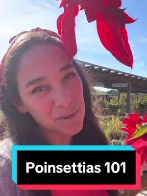 Did you know the Poinsettia is the reigning star of the holiday season, raking in over $250 million in just six weeks? I’m unraveling some fascinating facts about this iconic plant that has become a holiday tradition. #poinsettias #poinsettiaseason 