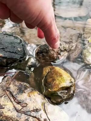 Geode hunting with Bobby   #agate #rocks #fossils #fossiltok #rockhounding #geode #geodes #crinoid #coral #agate #rockhoundingadventures #crystal #quartzgeode #creeksquad #creek #creeklife #rockhoundsoftiktok #viraltiktok #rockhounds #nature#rockhounding #crystaltok 