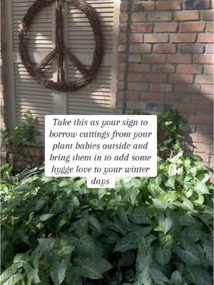 My precious arrowhead plants just keep giving and giving all year long. They thrive in the ground, clumping and vining but they also do well in water inside! This is part of my hygge way of life. Bring my outside happy inside when possible!  #plantlove #hygge 