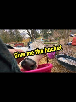 Maxine has to have the bucket #valleysmitheyfarms #whitedextercattle #minicow #grasspuppys #microcow #homesteadlife #fluffycow 