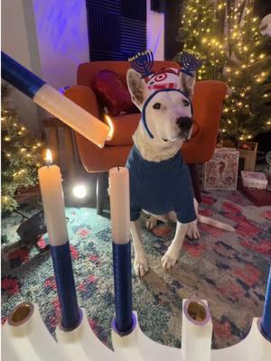 Happy 6th night of #Hanukkah ! #chanukah #holidays #doggy 