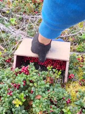 #berrypicking #lingonberry #cranberry #harvesting