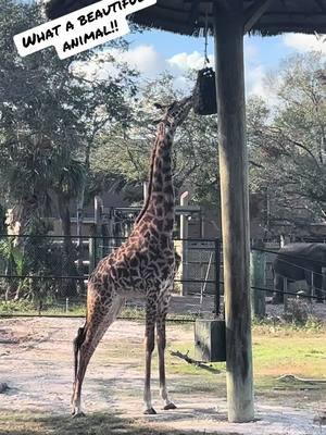 #floridalife #floridacheck #floridaliving #floridavibes #giraffe #giraffes #giraffesoftiktok #nature #naturelover #natureloversoftiktok #tampa #tampafl #tampaflorida #wildlife #wildlifelover #wildlifelovers #tampaflorida #tampazoo #zootampa #zootampalowrypark @ZooTampa