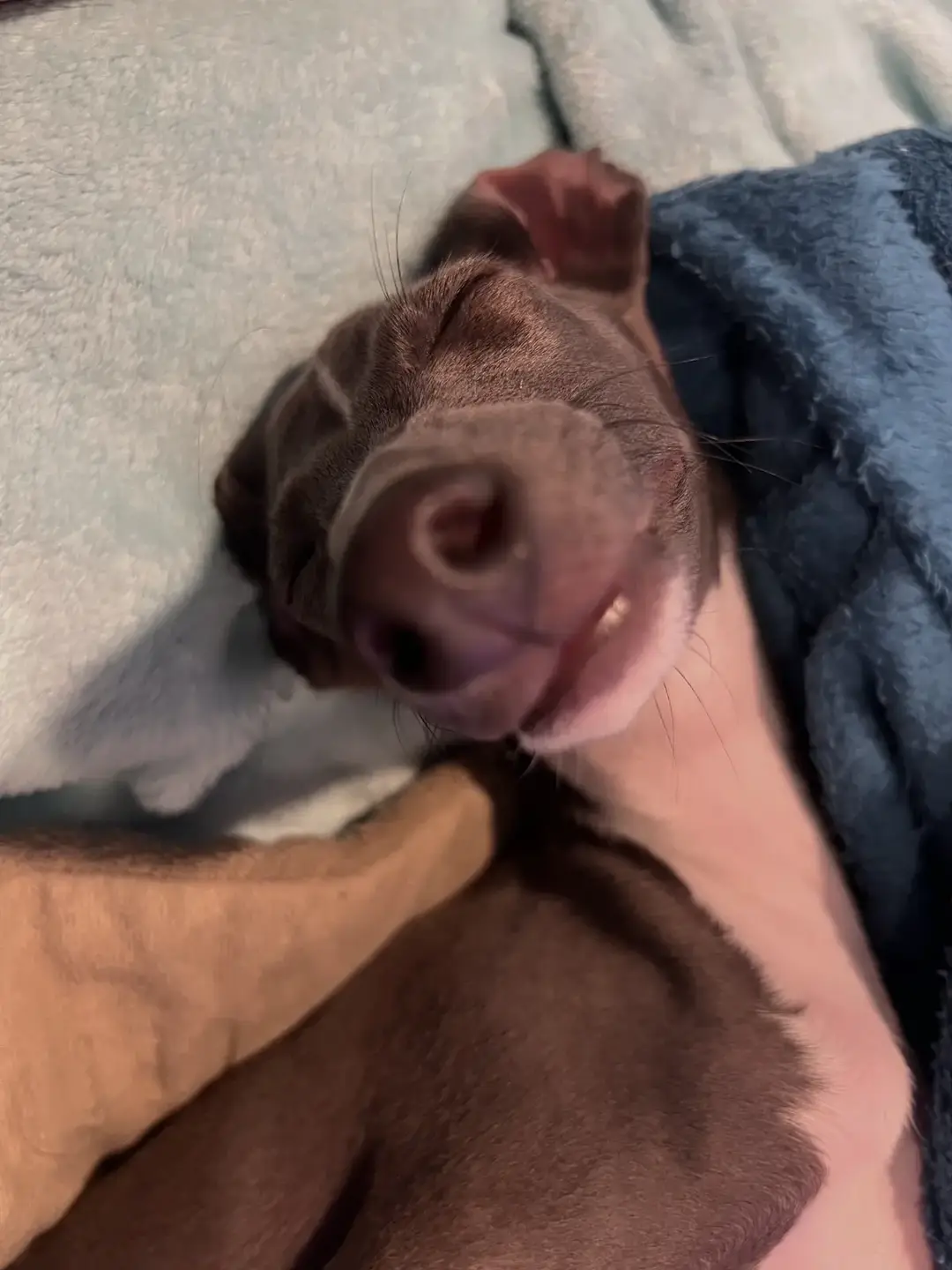 Tell me he doesn’t have the cutiest smile #italiangreyhound #dogmom #IGGY #iggy #greyhound #italiangreyhoundoftiktok #iggysoftheworld 