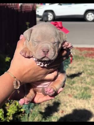 #americanbully #americanbullypuppy #americanbulldogs #pocketbully #pocketbullies #americanbullies #puppy #puppy #puppytiktok #puppiesoftiktok #puppie #americanbullypuppy #pocketbully #pocket #merle #merlebully #merlepuppy #abkc #abkcpocket #abkcpocketbully #cachorrito #perritos #bestbreed 