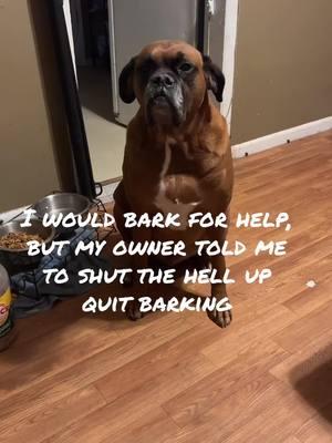 #burglar#quit barking