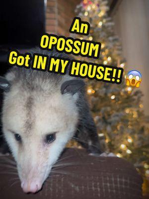 The night an Opossum got in my house!! 😱  #Moxietheopossum #moxiethepossum #PetsOfTikTok #pets #notapet #wildanimals #petrescue #dogsoftiktok #catsoftiktok #rescueanimals #rescueanimals #possumsoftiktok #thedodo #CapCut 