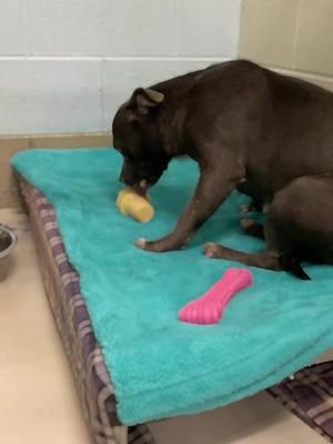 Our shelter dogs love special treats #wcjcanimalahelter #animalsoftiktok #rescue #easttennessee #animalshelter #dogsofttiktok #johnsoncitytn 