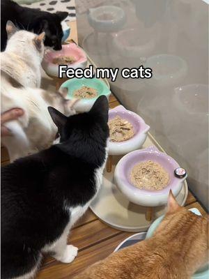 Homemade meal with ez complete 😋 #feedmycats #catasmr #homemadecatfood #catfood 