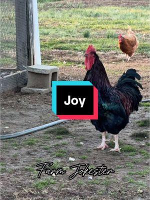 Joy!, Oh Joy!, Joy! #joy #joi #joye #joia #dadjokes #chicken #chickens #hen #hens #rooster #roosters #roostersofinstagram #nameyellingchicken #chickensofinstagram #backyardchickens #farmjokester #michaelsalerno