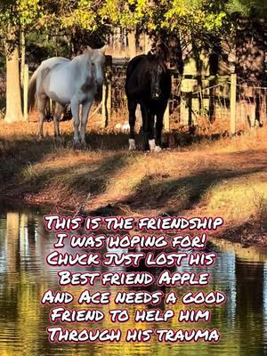 #deafcowgirl #deafhorsetrainer #horsetrainer #fyp #blmmustang #cowgirl #acetheonaqui #onaquimustang #ashwintheonaqui #shawavemountainshma #palominopaint #hearthorse #friends #geldings 