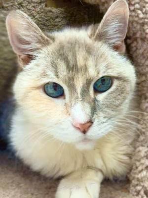 Maleeka deserves a family that will love and care for her forever. All she wants is a comfy cat bed and some cheek scratches. We are in Cornwall, Connecticut. For more info or to fill out an adoption application go to littleguild.org #adopt #animalshelter #sheltercat #connecticut #seniorcat 