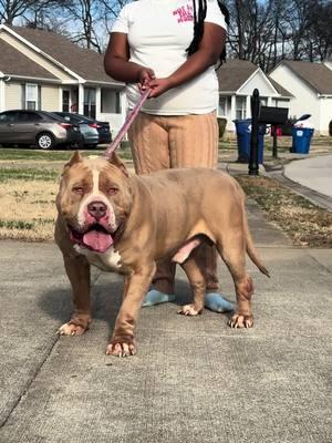 Bone Bone Bone Bone Bone 🔊🔊🔊🗣️🗣️🗣️🗣️🗣️ The Biggest 😤😤😤😤😤😤😮‍💨😮‍💨😮‍💨😮‍💨😮‍💨😮‍💨 #americanbully #americanbullies #xlbully #xlpitbull #pitbull #dogbreeder #bully #bullybreed #bullylife #awareness #fyp #foryou #trending #youtube #youtuber #Love #viral #tennessee #explore #bullybreeder #clarksvilletn #xlbullybreeder #xxlbully #xxl #dog #pets #explorepage #americanbulldog #xlpitbullterrier #BoneCrusher #Aaliyah #dogcompanions #doglove #dogowner #pitbullowner #pitbulllovers #dogsofyoutube #DogTraining #dogbreeds #bigdogs #pitbullnation #doglife #strongdog #pitbullterrier #dogvideo #petowners #caninefriends #dogcommunity 