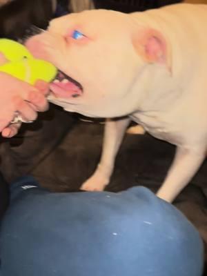 #bubblesthebulldog #bubblyboo #americanbulldog #positivevibesonly💙 #bulldogsoftiktok #fyp #viralvideo #trending #joke 