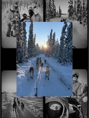 We have had the best guests over the last few days! Thanks to all of you who made us a part of your families memories and supported our small business!  #sleddogsoftiktok #dogmushing #alaska #talkeetna 