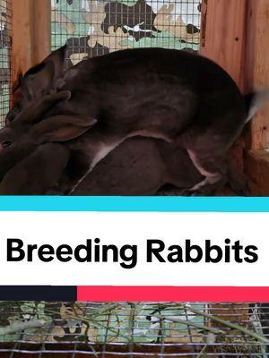 Breeding Rabbits so I can have more baby rabbits to eat! #rexrabbit #raisingrabbits #meatrabbits #babyrabbits #homesteading #homestead #survival #selfreliance 