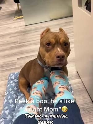 Love my new socks he gave me for Christmas #foryourpage #americanbullylover #dogsoftiktok #dog #officepup #fyp #pocketbully #pitbull #fyp #furmom #foryoupage #pets #animals #giftideas #socks #christmasgift #officehumor #ladiesman #onthisday 