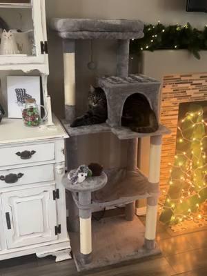 New cat tree for the new year! #cat #catsoftiktok #rescuecat #cattree #pawzroad 