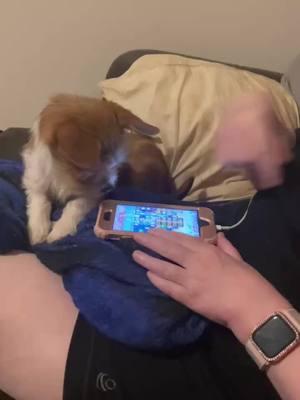 #simba #chorkie #chorkiepoo #candycrush #games #phone #iphone #online #download #cute #funny