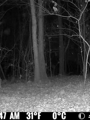 What a game of hide and seek in the woods looks like... #spypoint #trailcamera #trailcam #whatgetsyououtdoors #gamecamera #trailcams #whyispypoint #trailcameras