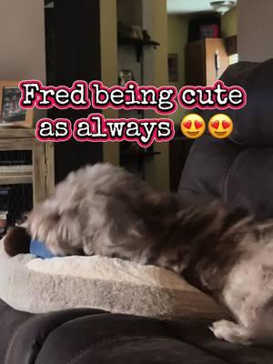 #creatorsearchinsights #fred #aussiedoodle #doodlesoftiktok #doggietoys #hessocute #bestestboy #petsactingcute 