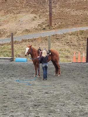 Jessie starting the beginning stages of starting her young filly "Lil Sis" under saddle. #justbeyou #real #dreambig #noexcuses #barrelracer #barrelhorse #horsetrainer #smallsteps #consistencyiskey #buildconfidence #neverstop #giveityourall #lovetheprocess #trusttheprocess #itsallornothing #coltstarter #luckyahorsemanship #stayhumble #noregrets 