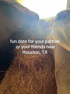 we had the best time and we can’t wait to go back! Next time I think we will feed them🥰 #texas #houston #houstondateideas #htx #dateideas #nonprofit #cows #adorable #foryoupage #friends #frienddateideas 