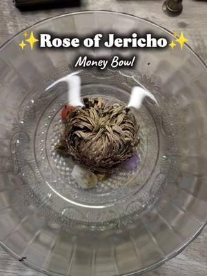 I'm so excited! I've been waiting to resurrect my Rose of Jericho on today's Black New Moon for what seems like forever!!! We're graduating to a big boy Money Bowl now!!! #roseofjericho #witchtok #moneybowl #ressurection 