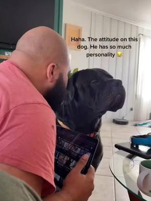 Our first viral video with over 2million views - hard headed Oskar! Our Cane Corso that gives the best unbothered side eye 😒  #canecorso #oskarthecorso #viralvideo #dogsoftiktok #dog #mastiff #bigdog #sideeye #ignore #attitude #corsosoftiktok #corso 