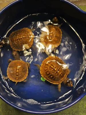 #turtlesquad #petturtles #ninjaturtles #babyturtles 